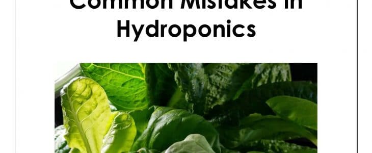 Avoid 5 Common Mistakes in Hydroponics