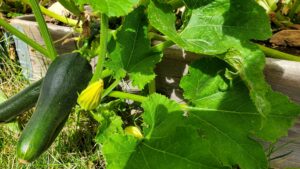 Growing Squash in an Organic Garden Bed
