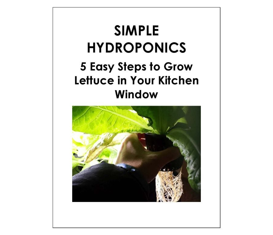 Simple Hydroponics in 5 Steps