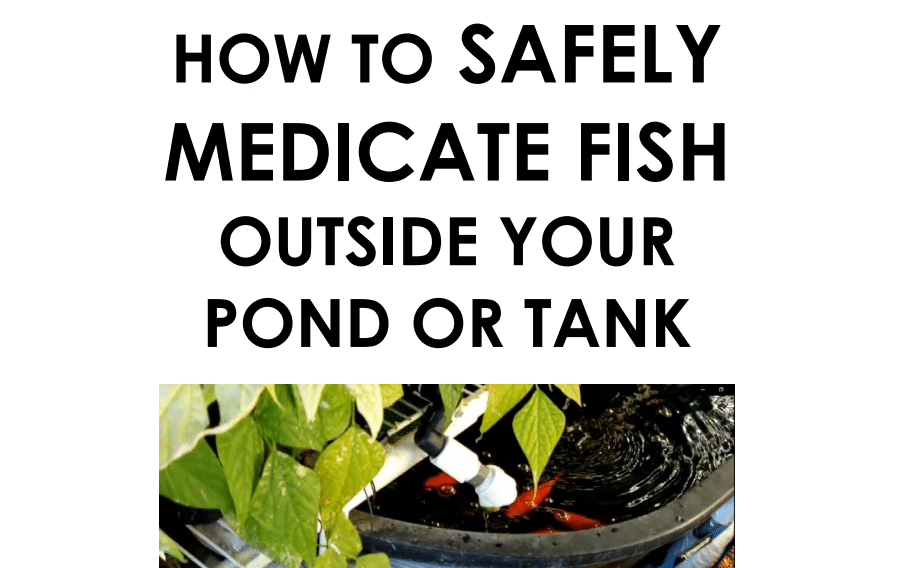 The Safest Way to Medicate Fish